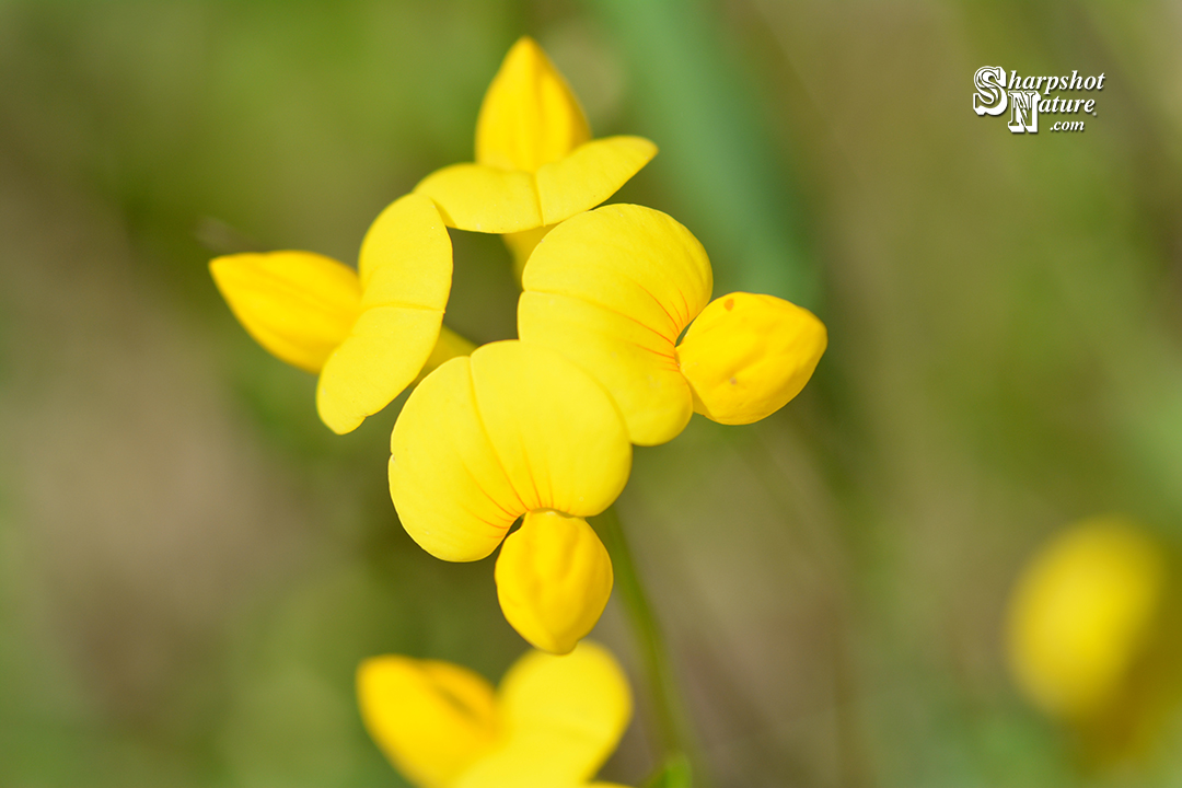 Birds-foot Trefoil