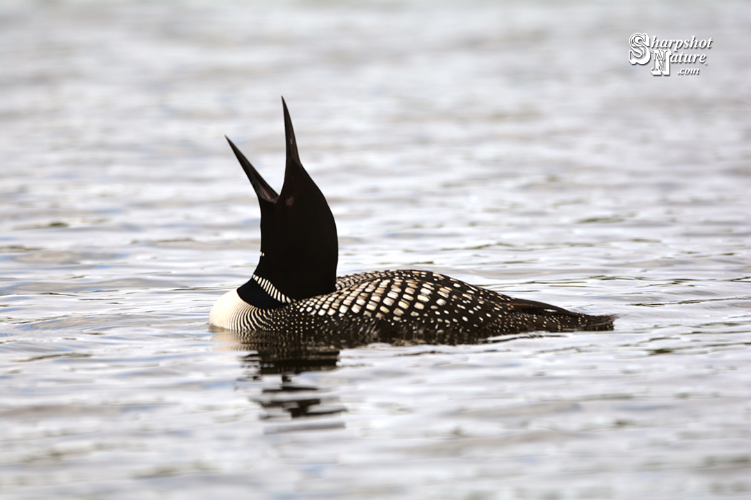 Loon