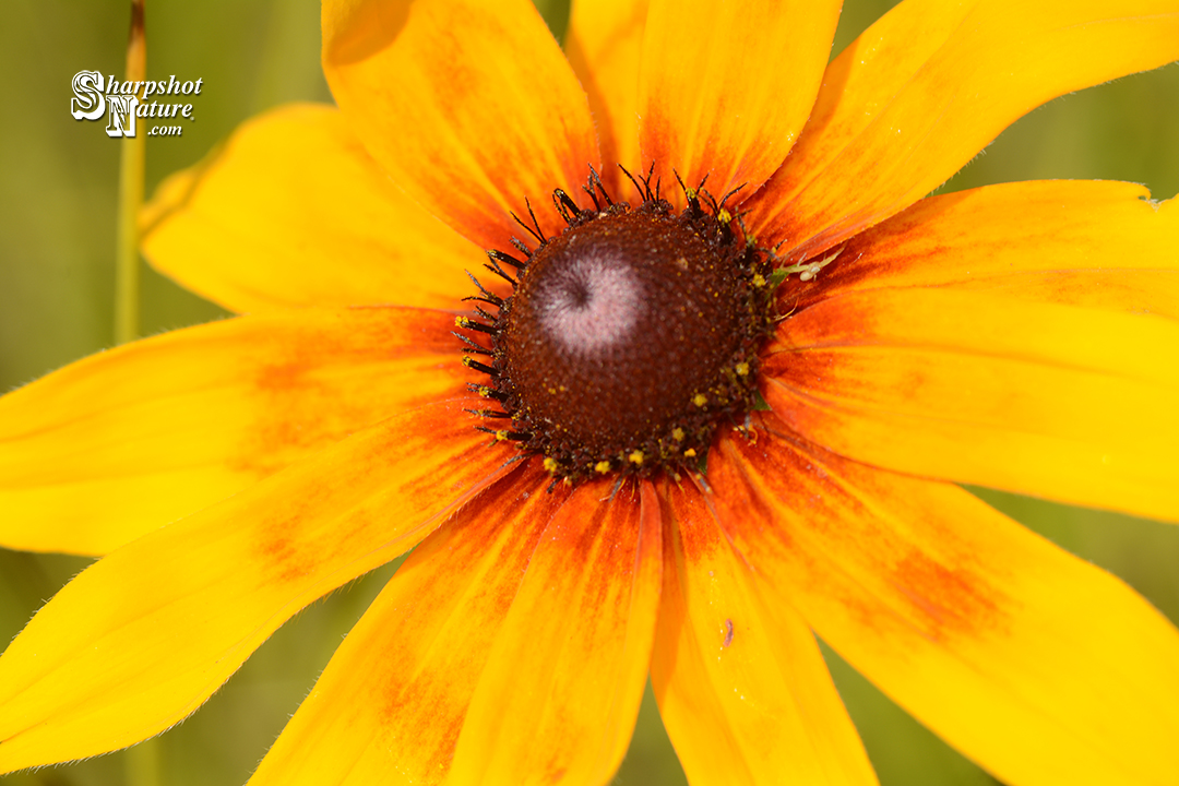 Black-Eyed Susan