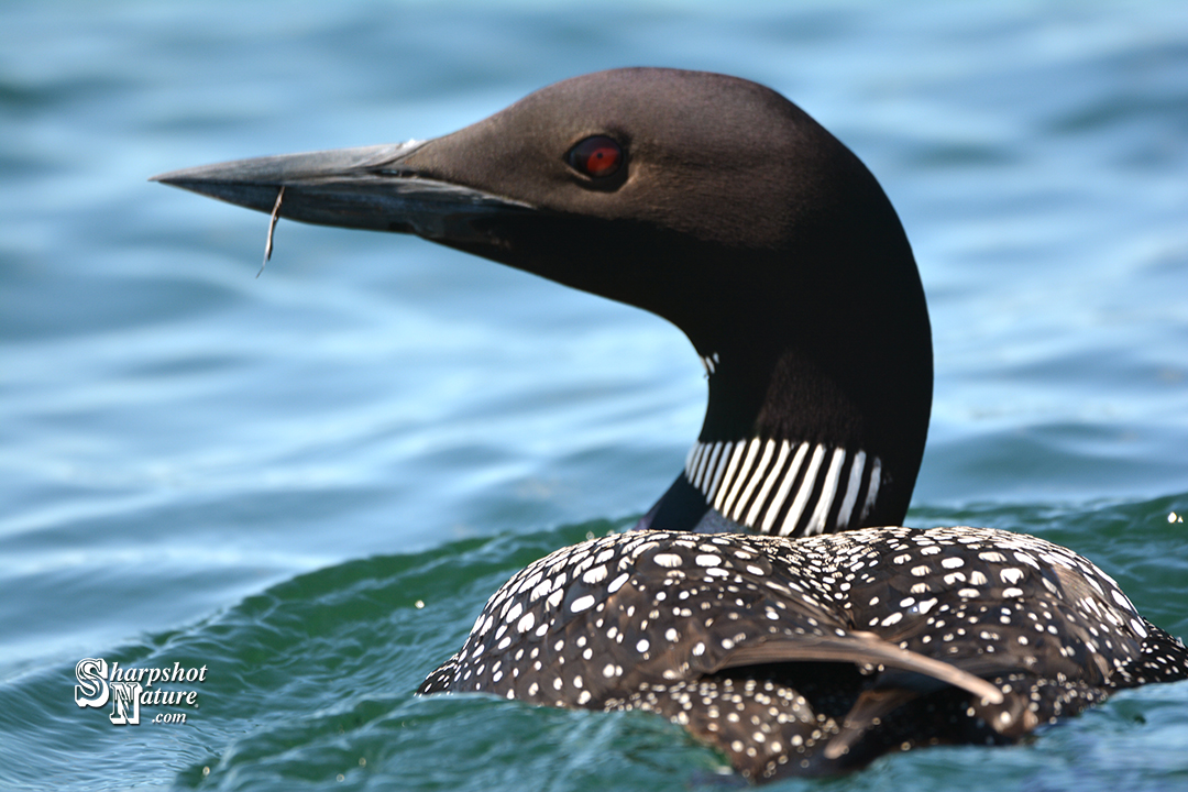 Loon