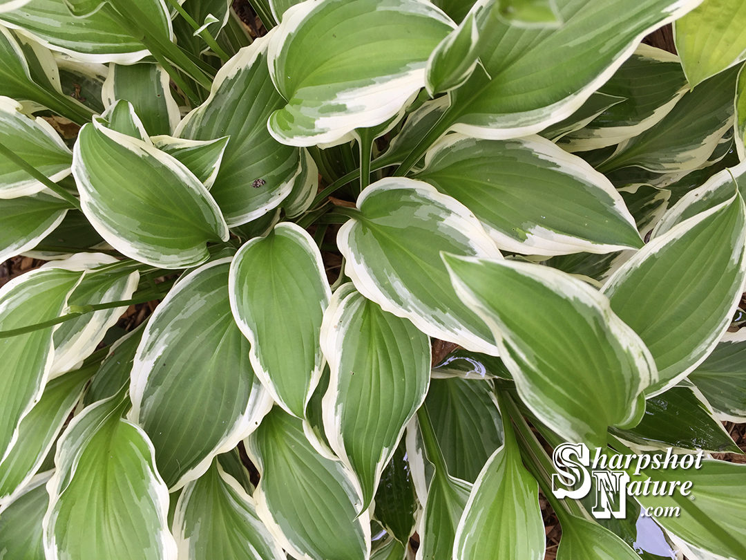 Hosta