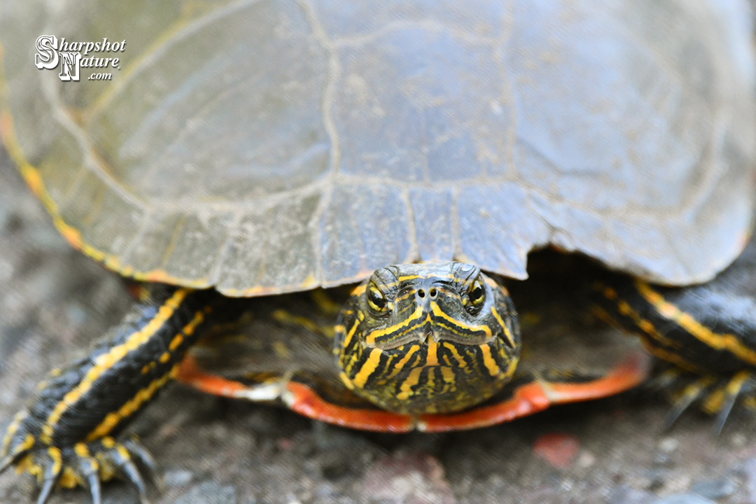 Painted Turtle