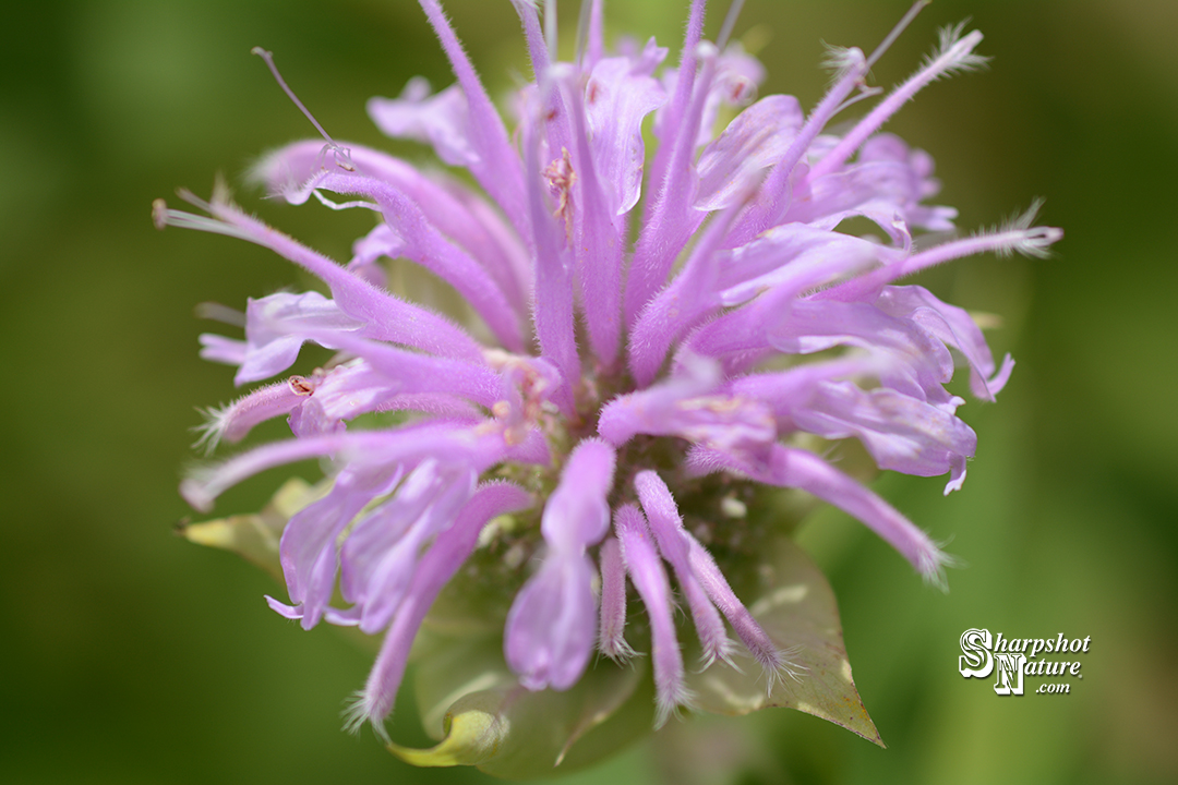 Wild Bergamot