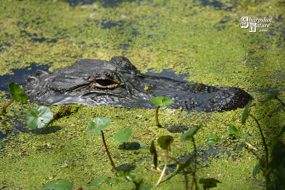 Alligator