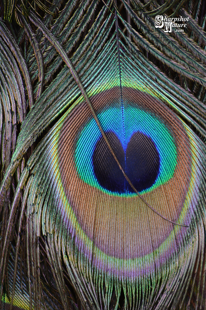 Peacock Feather