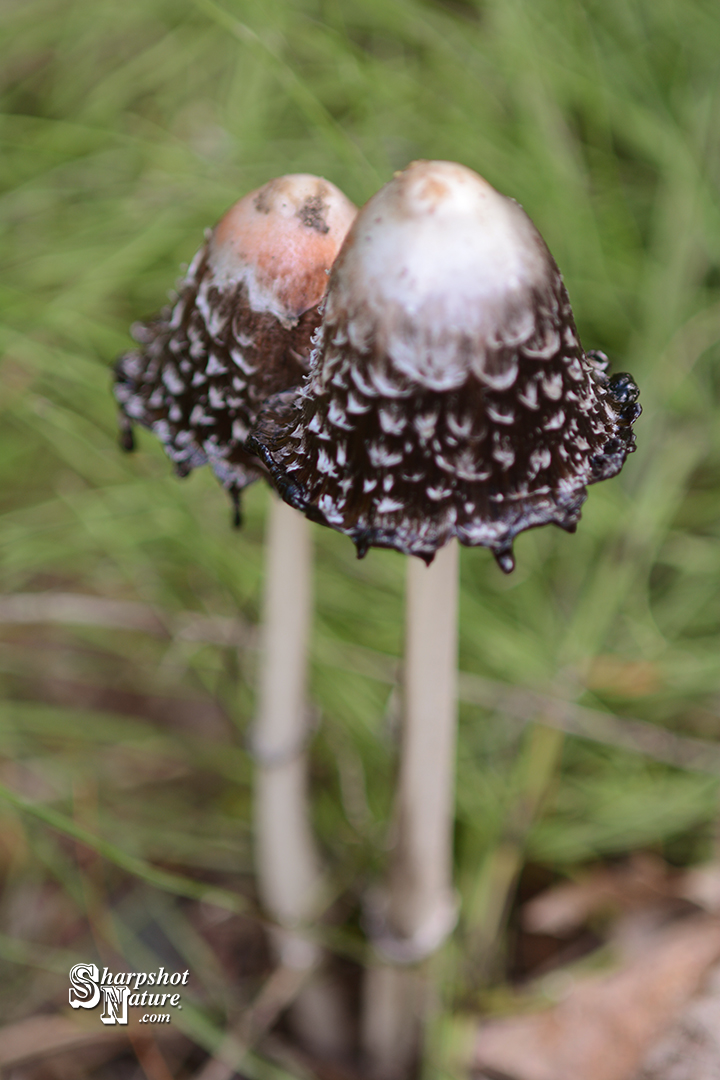Fungus