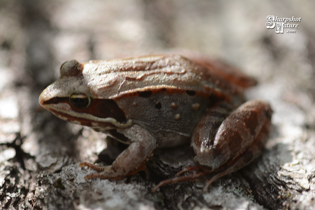Wood Frog