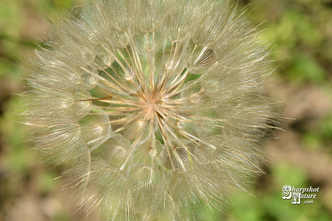 Tragopogon
