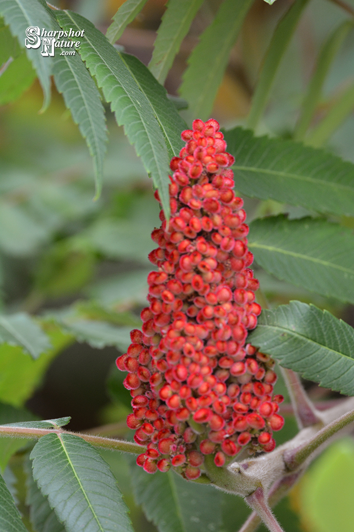 Staghorn Sumac