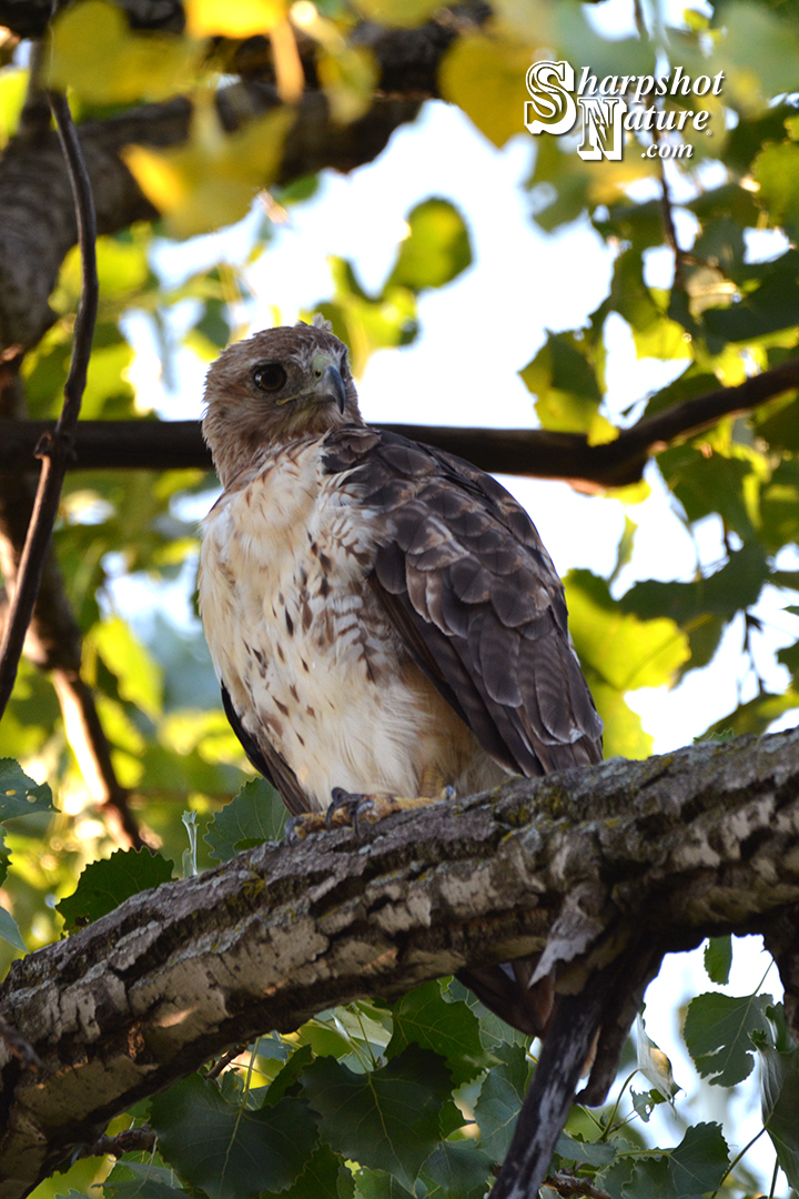 Red-tailed Hawk
