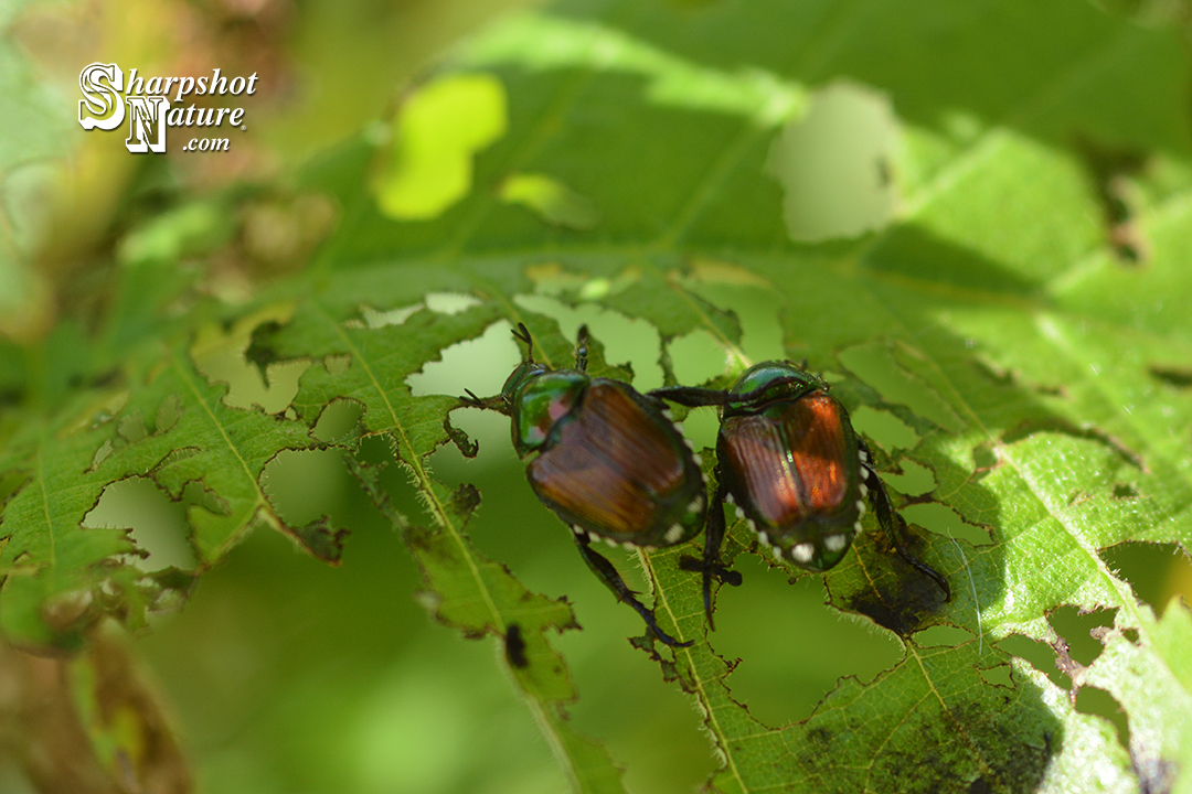 Japanese Beetle