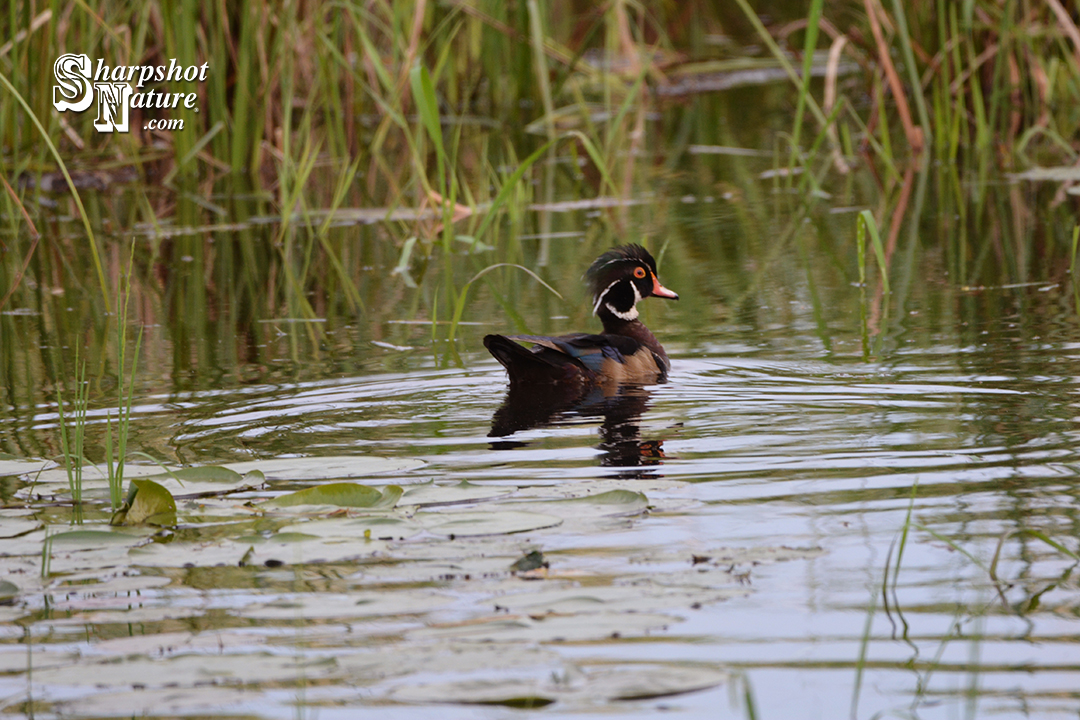 Wood Duck