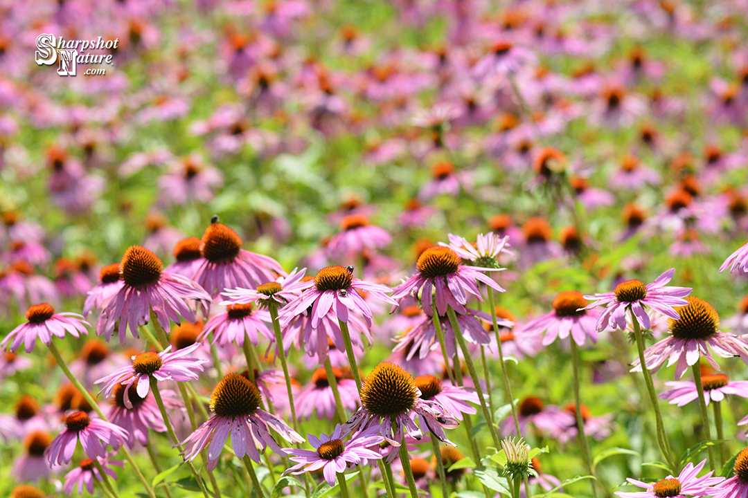 Purple Coneflower