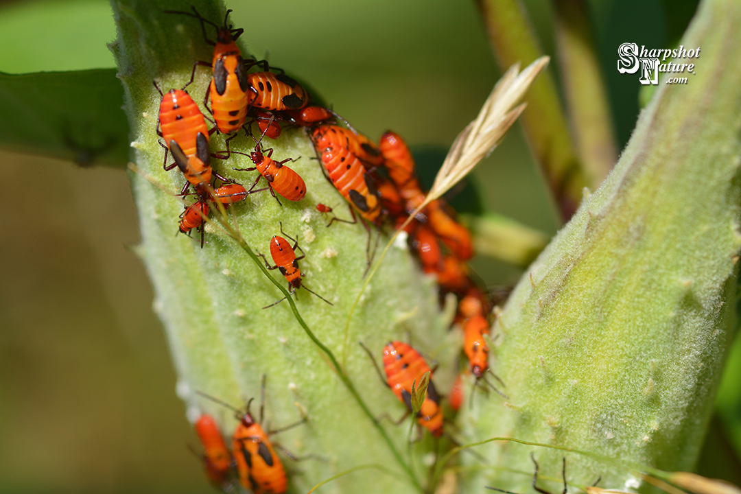 Milkweed Bug