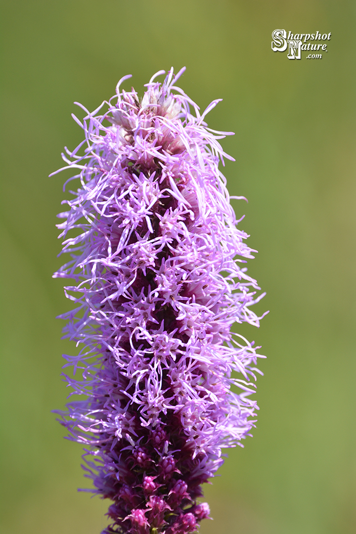 Prairie Blazing Star