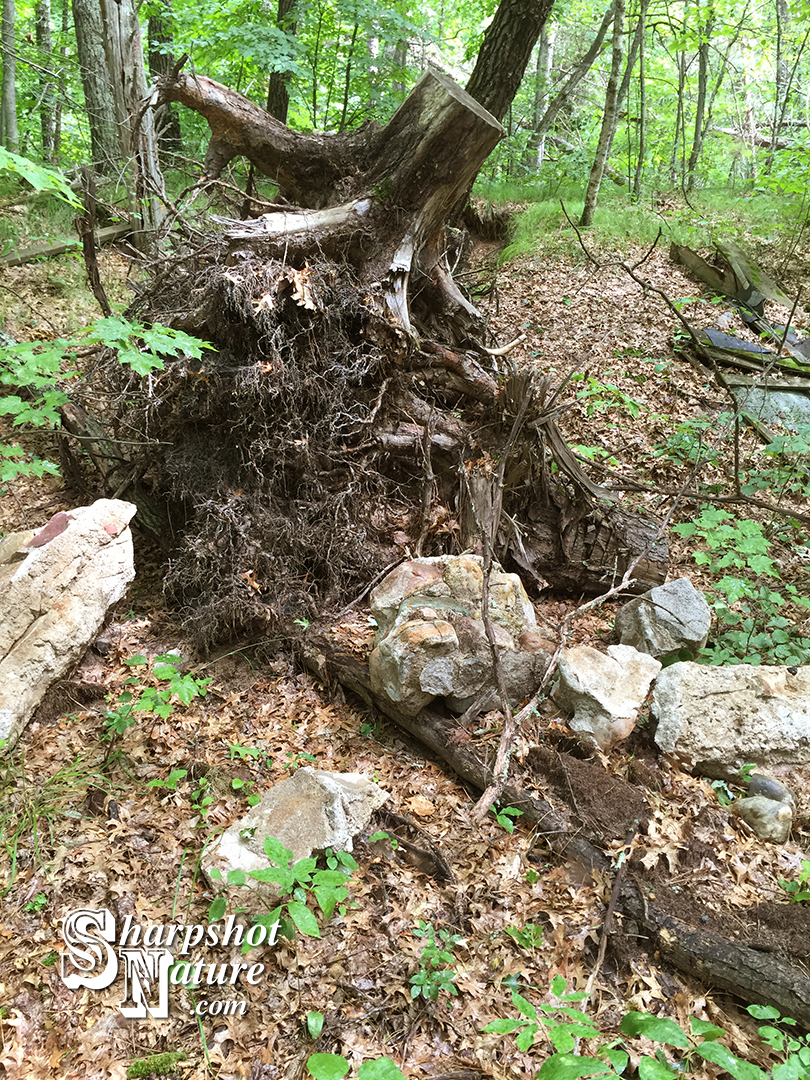 Tree Stump
