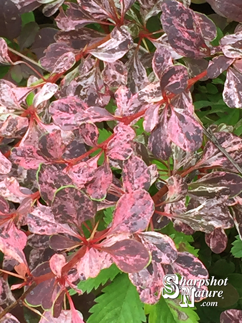 Rose Glow Barberry