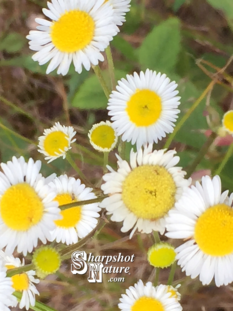 Fleabane