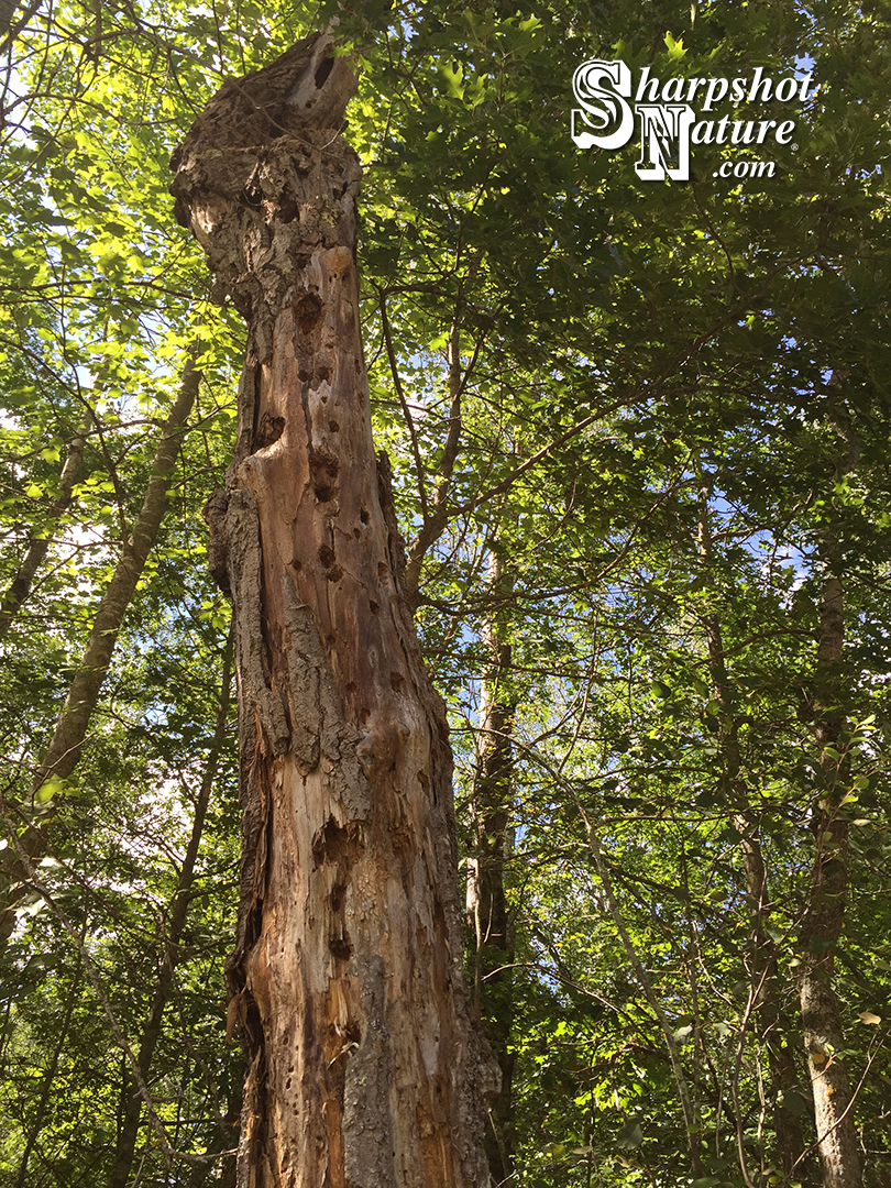 Woodpecker Holes
