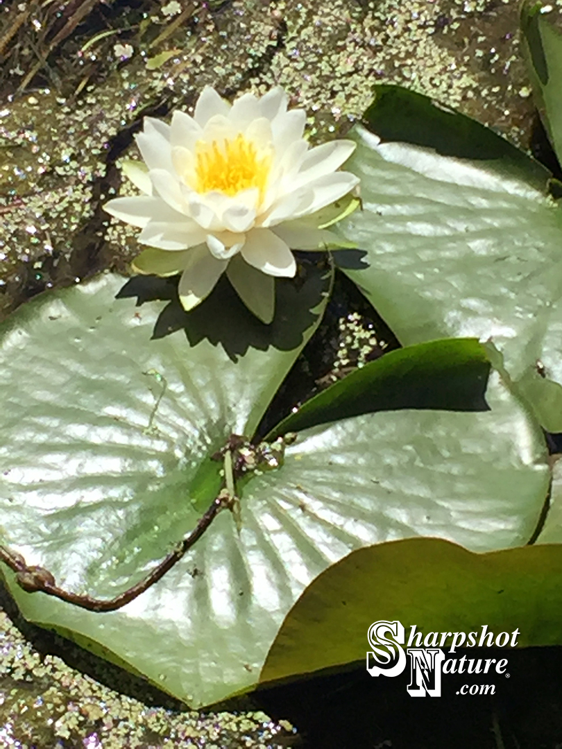 White Water Lily