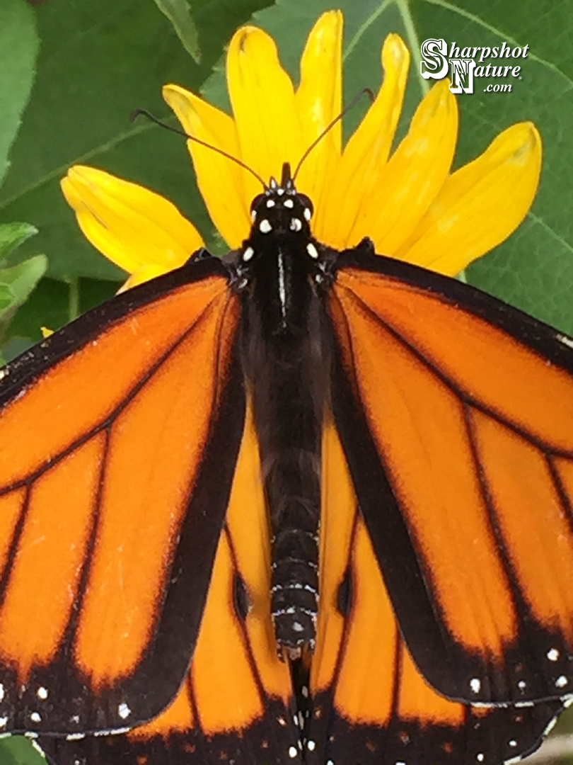 Monarch