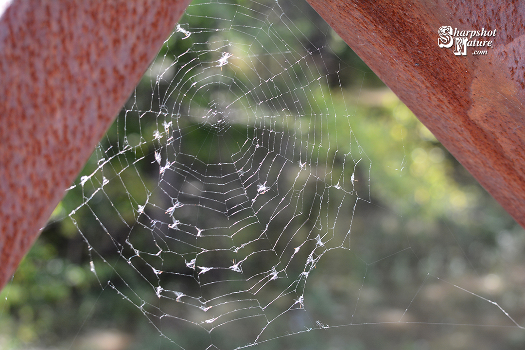 Cobweb