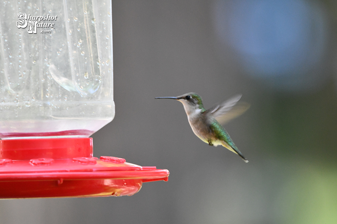 Hummingbird