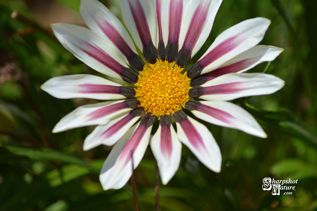 Gazania