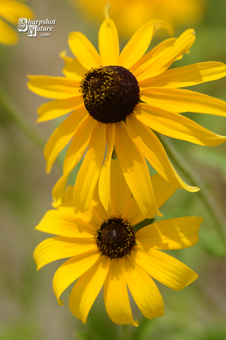 Black-eyed Susan