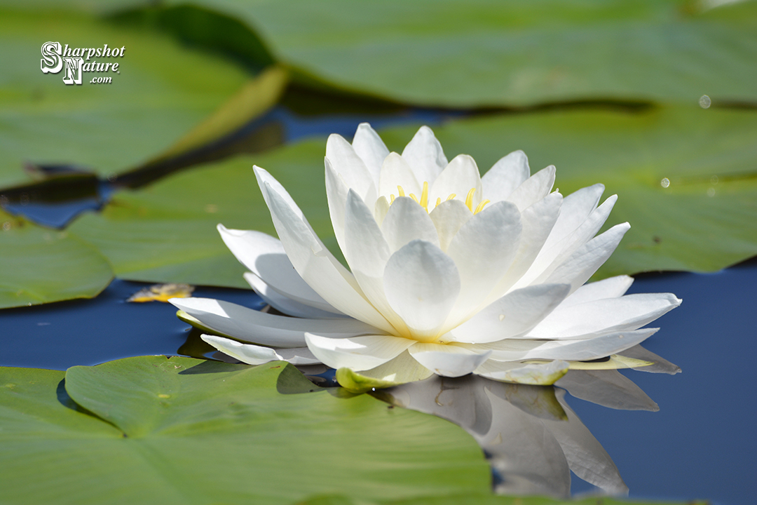 White Water Lily