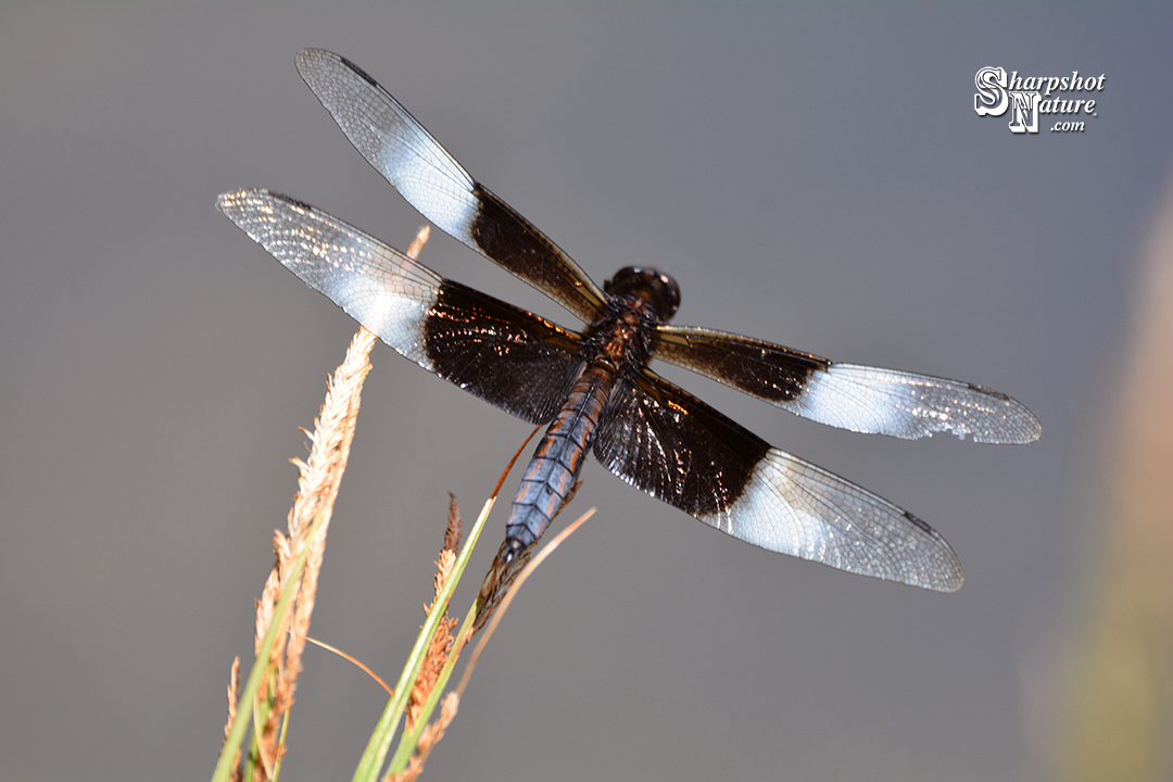 Dragonfly