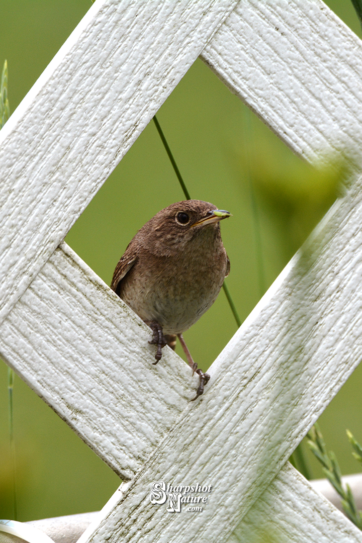 House Wren