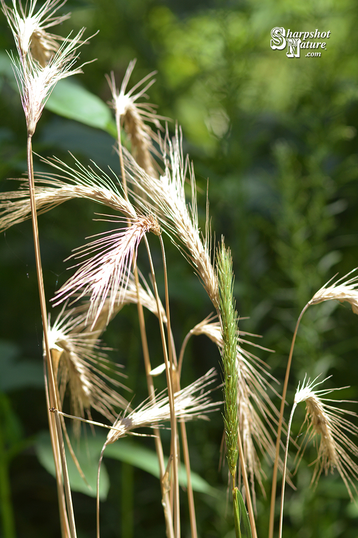 Foxtail Grass