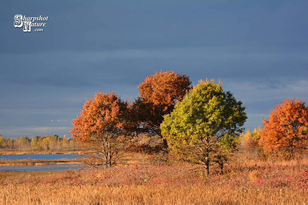 Fall Color