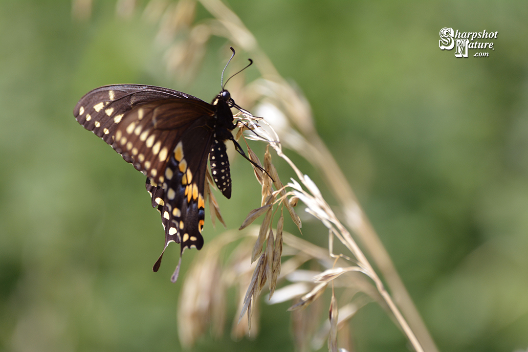 Swallowtail