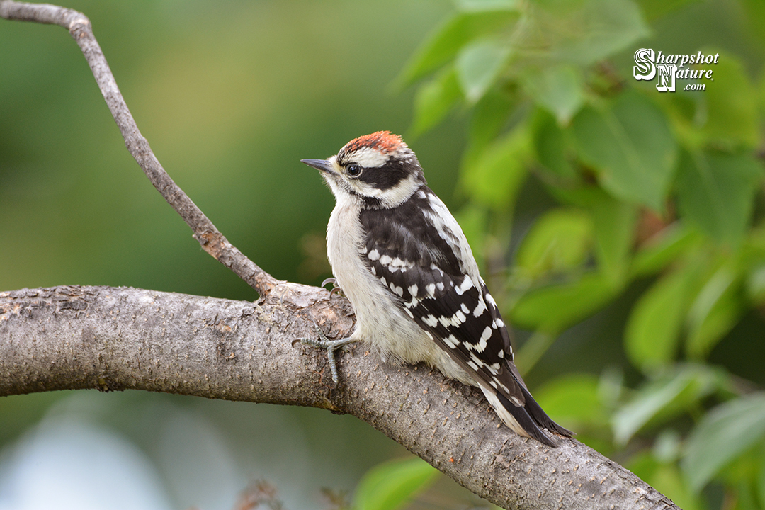 Downy Woodpecker
