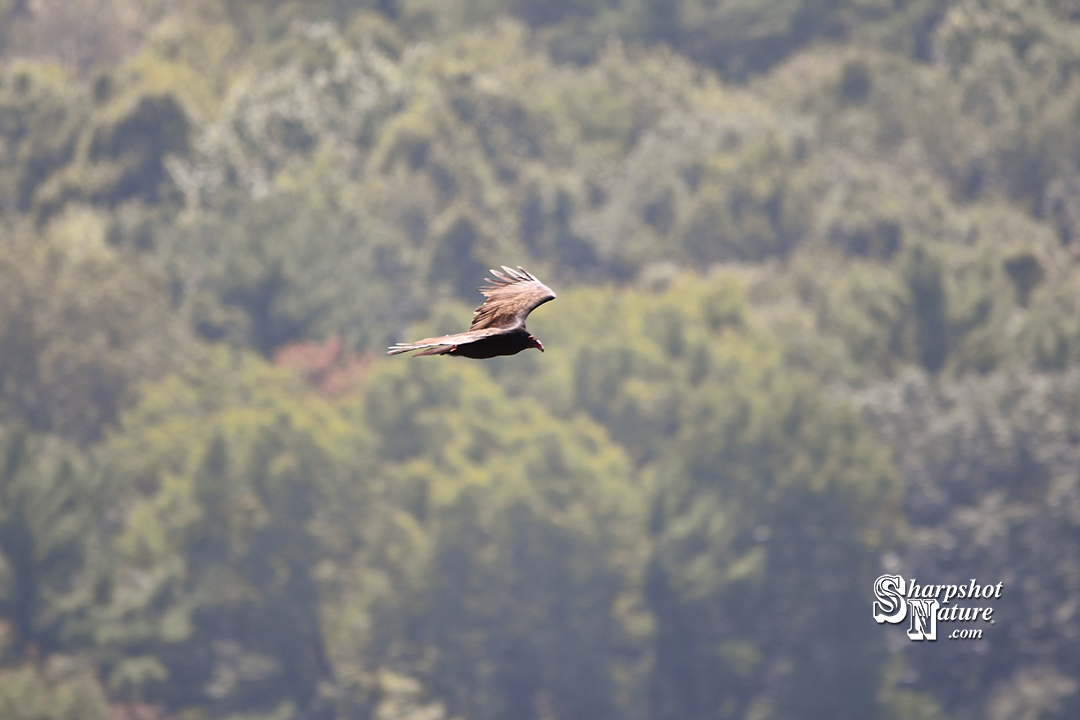 Turkey Vulture