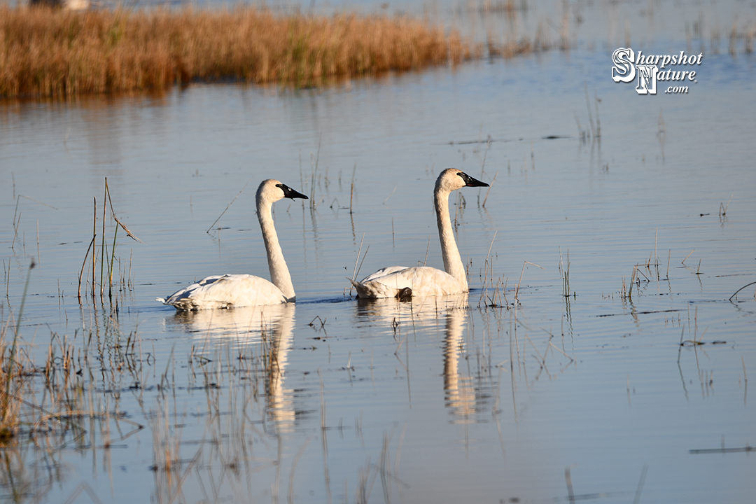 Trumpeter Swan