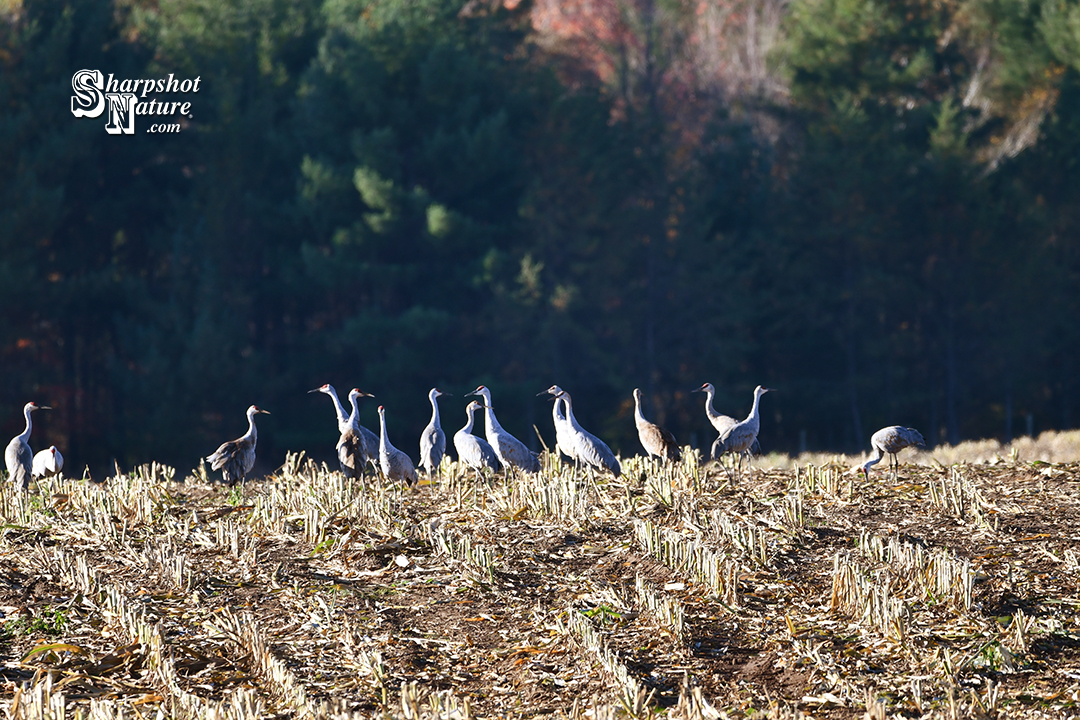 Sandhill Crane