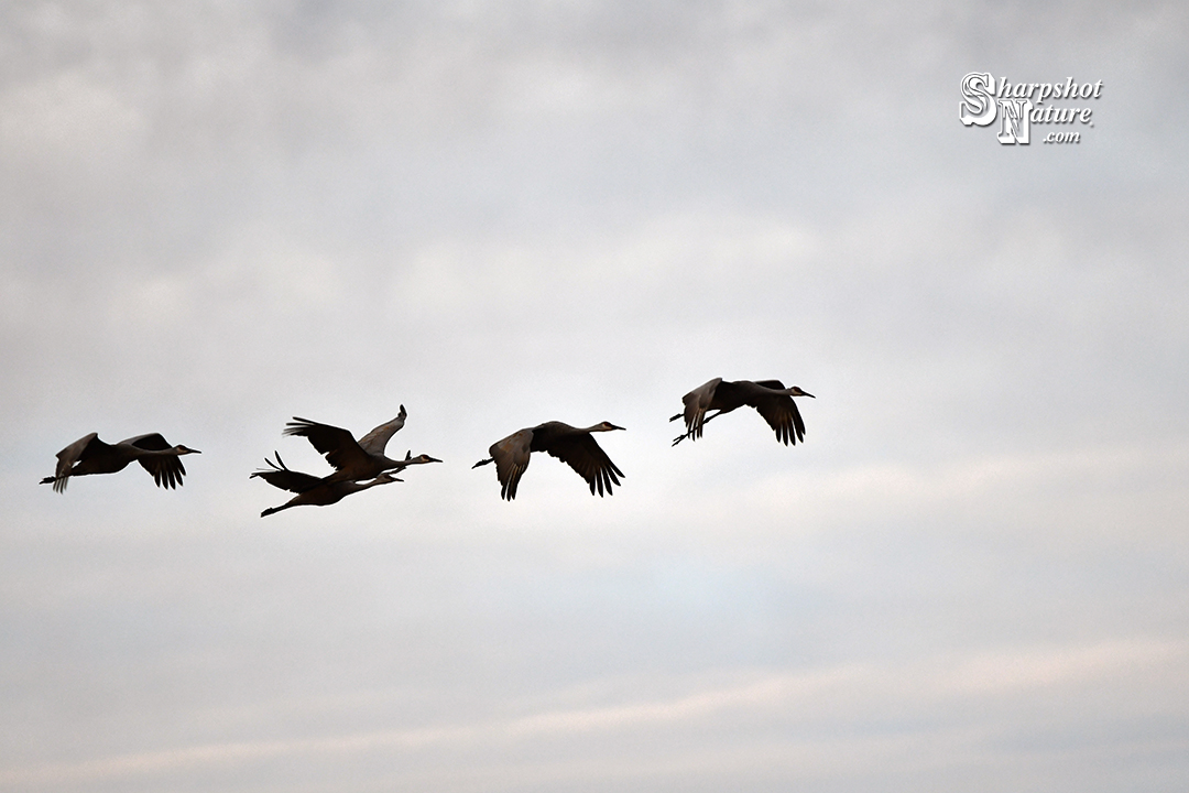 Sandhill Crane