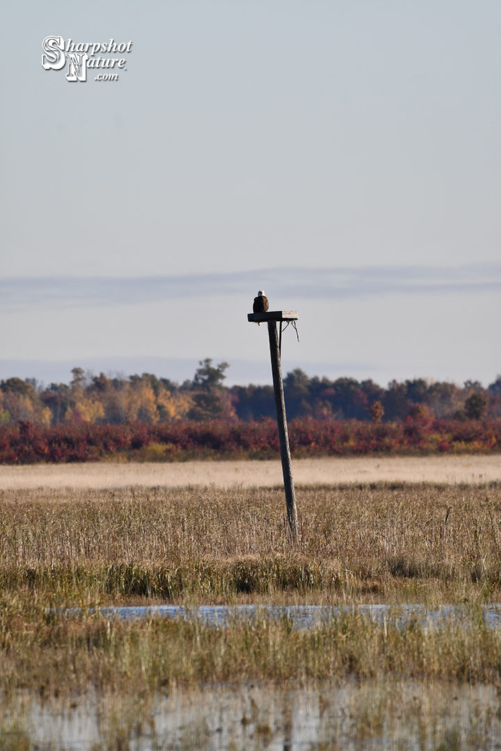 Bald Eagle