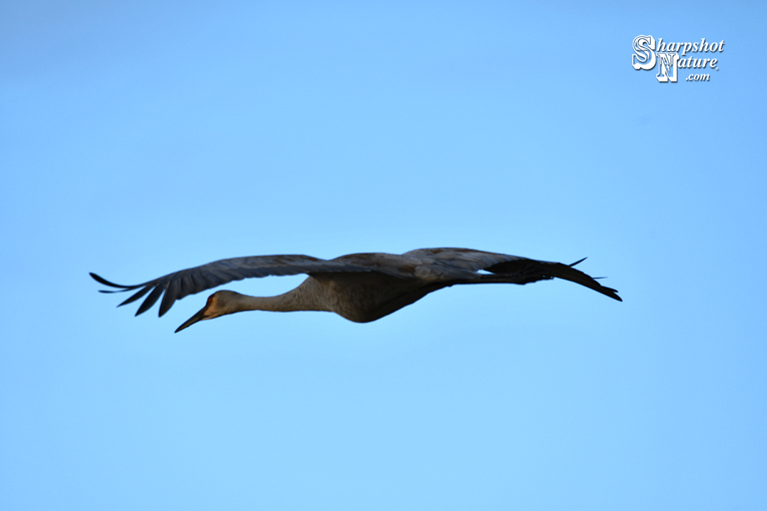 Sandhill Crane