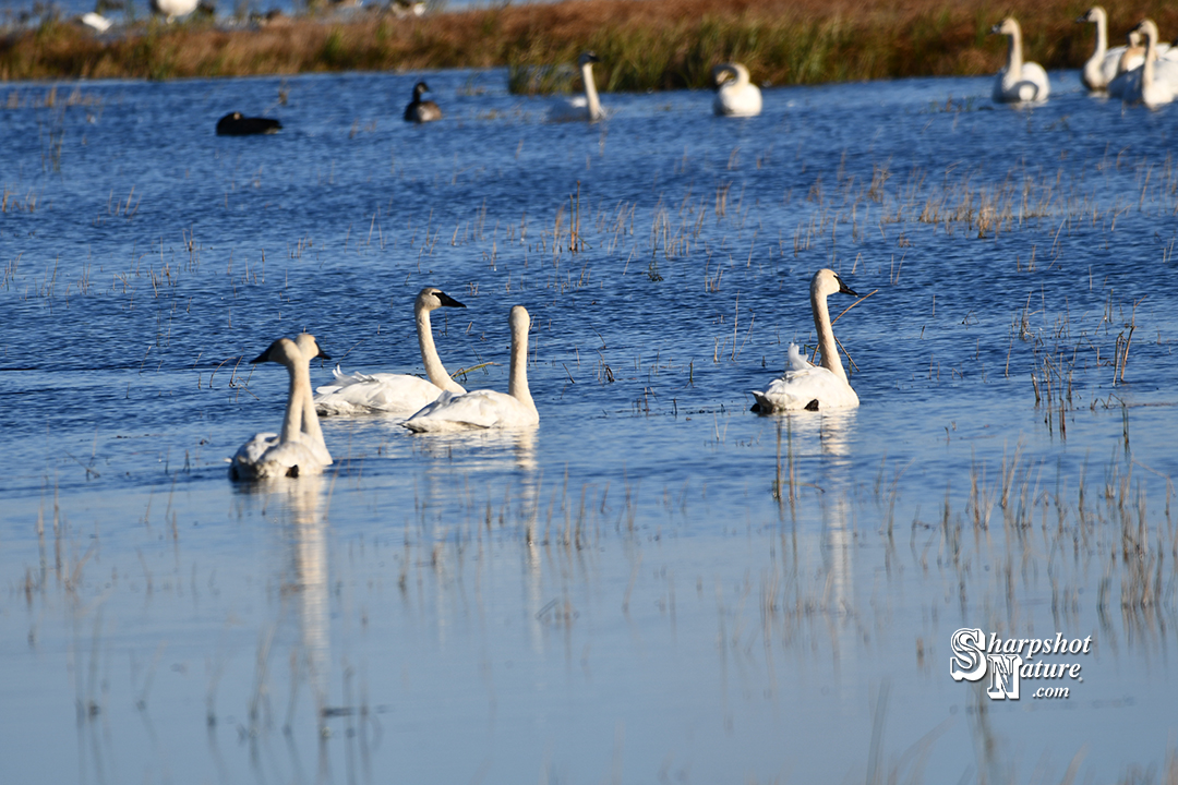 Trumpeter Swan