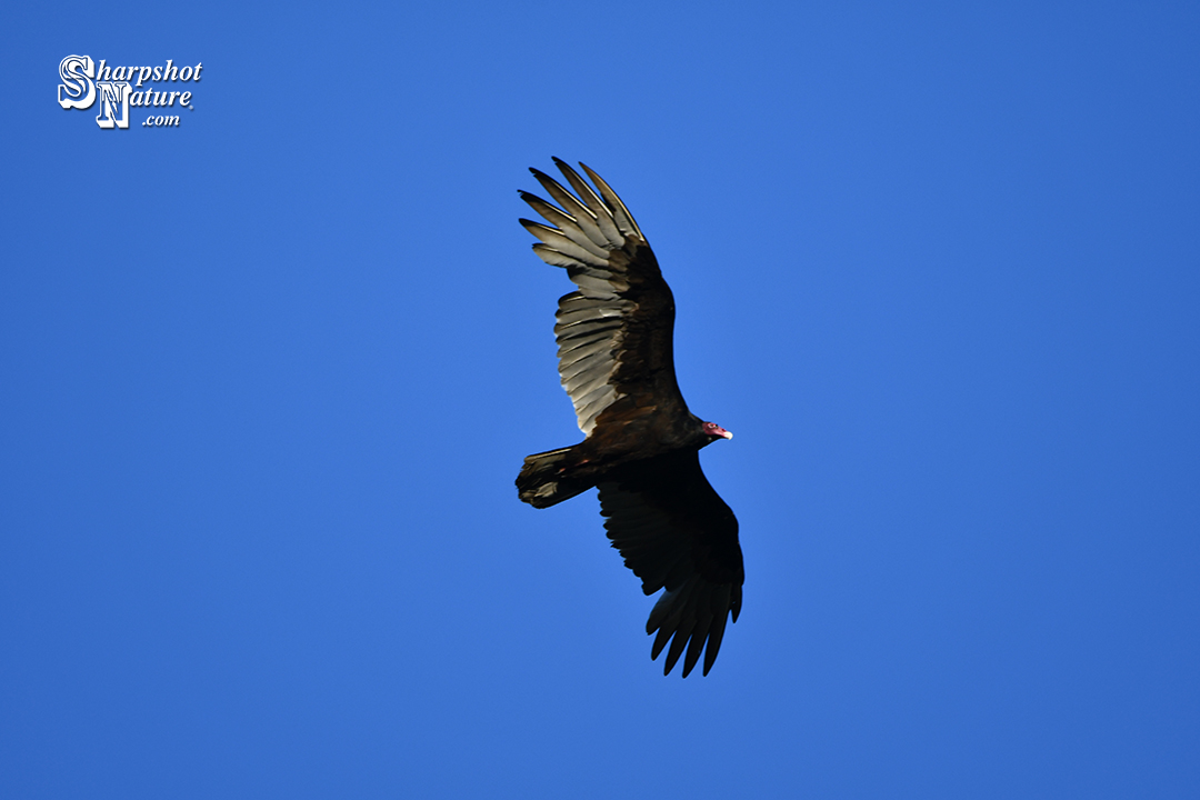 Turkey Vulture