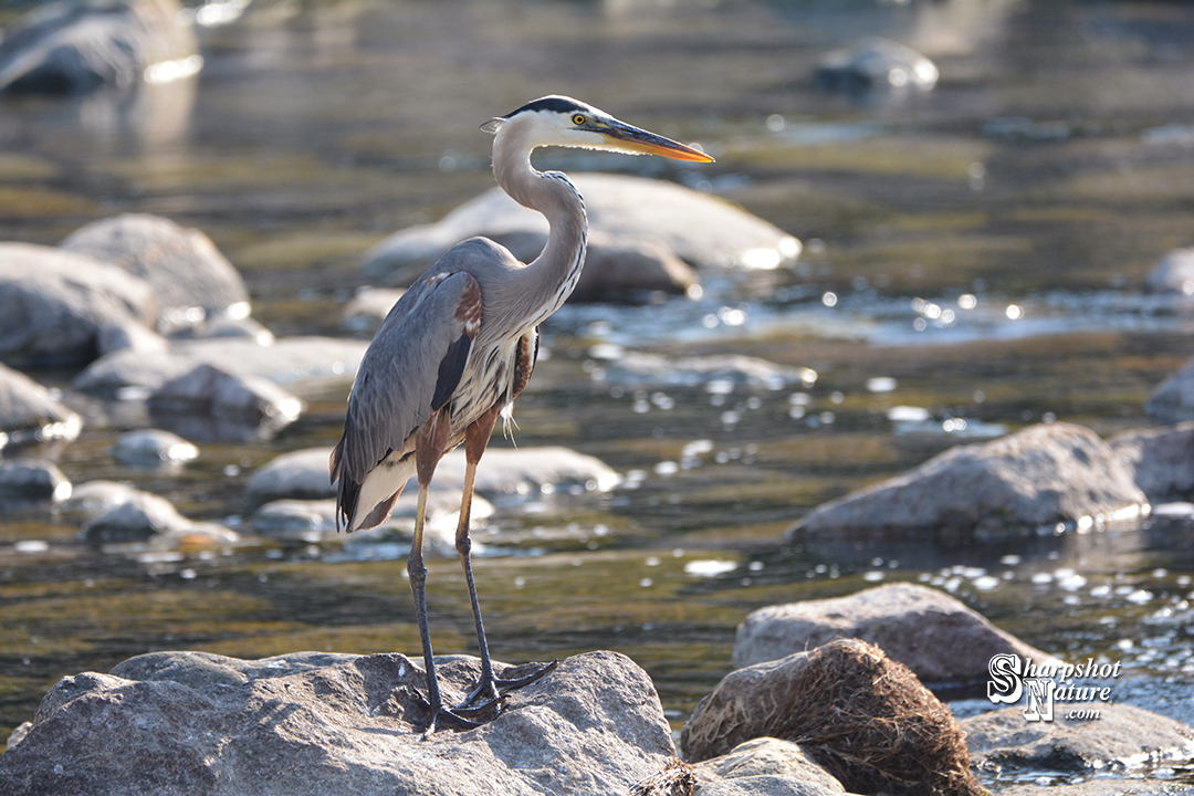 Great Blue Heron