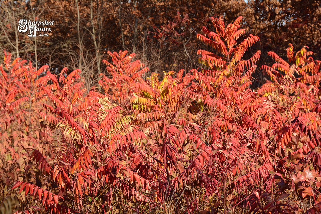 Staghorn Sumac