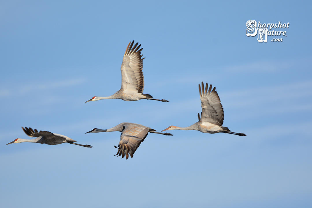 Sandhill Crane