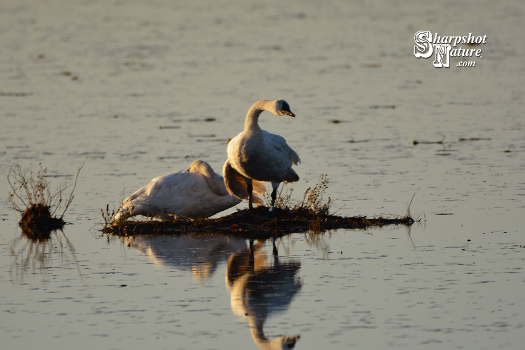 Trumpeter Swan