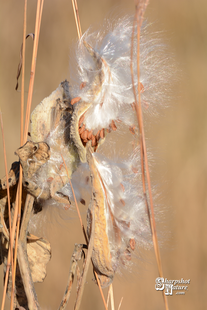 Milkweed Seedpod