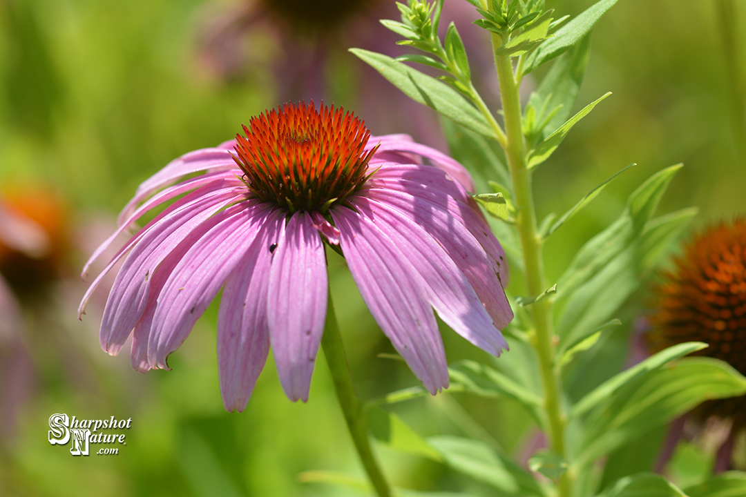 Purple Coneflower